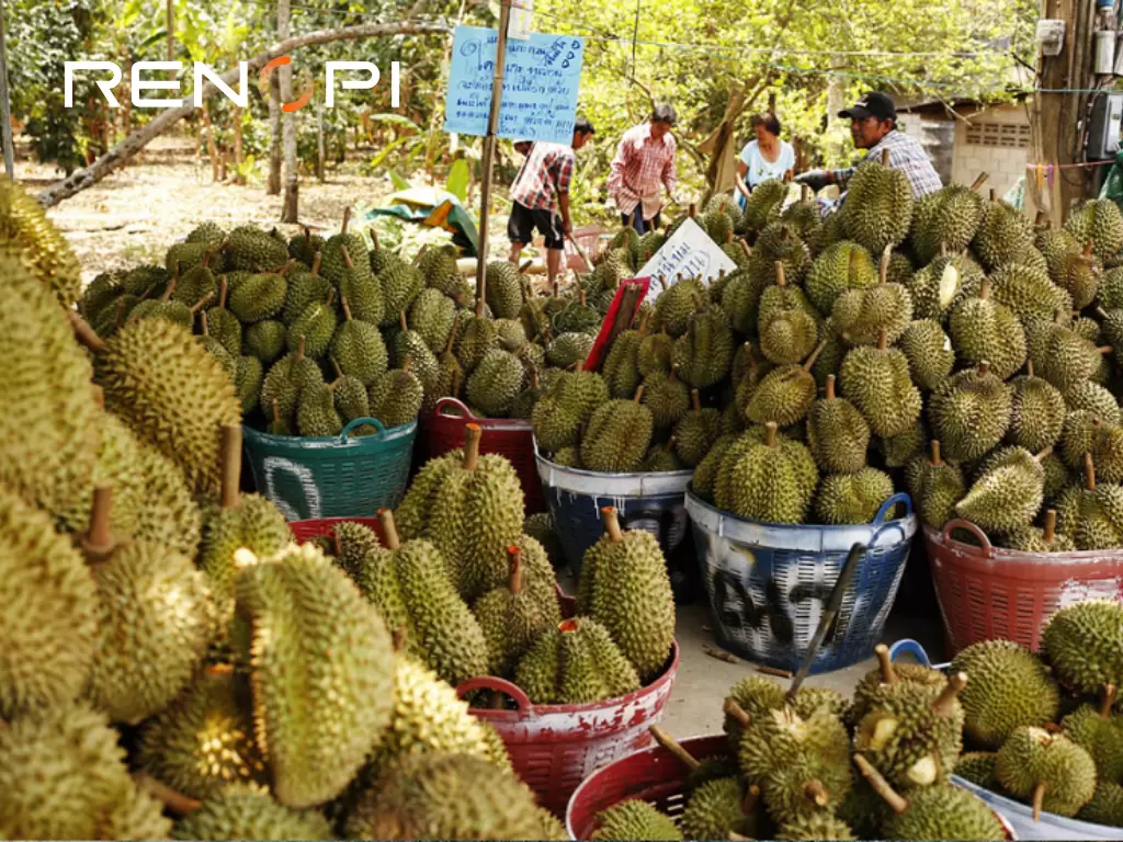 Sustainable Power for Sweet Success: A Solar + Storage Solution for Durian Cold Chains